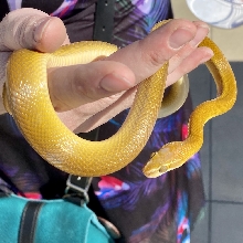 Green House Snake (in sunlight)