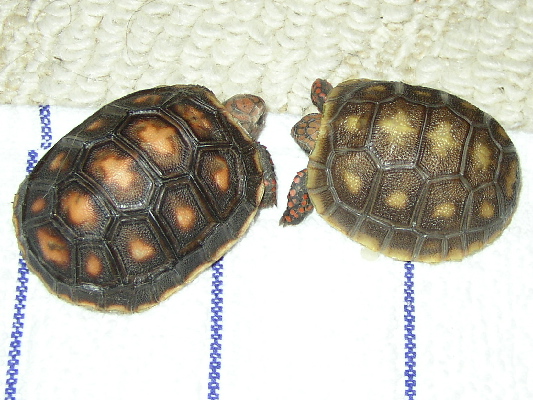Red and Rocket