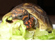 Rocket loves his Romaine