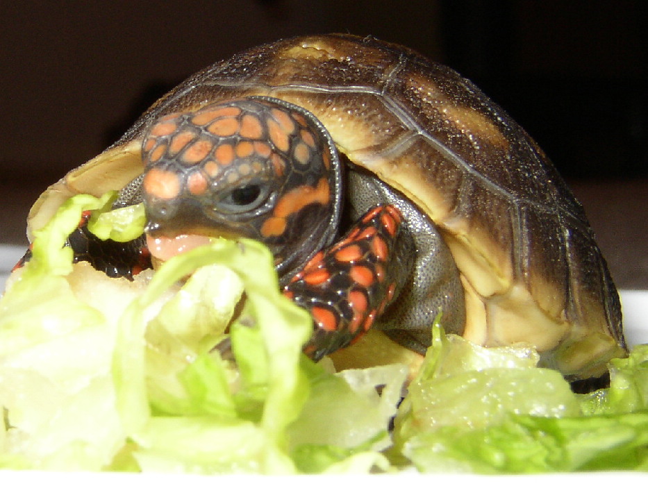 Rocket loves his Romaine