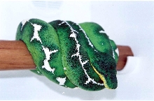 emerald