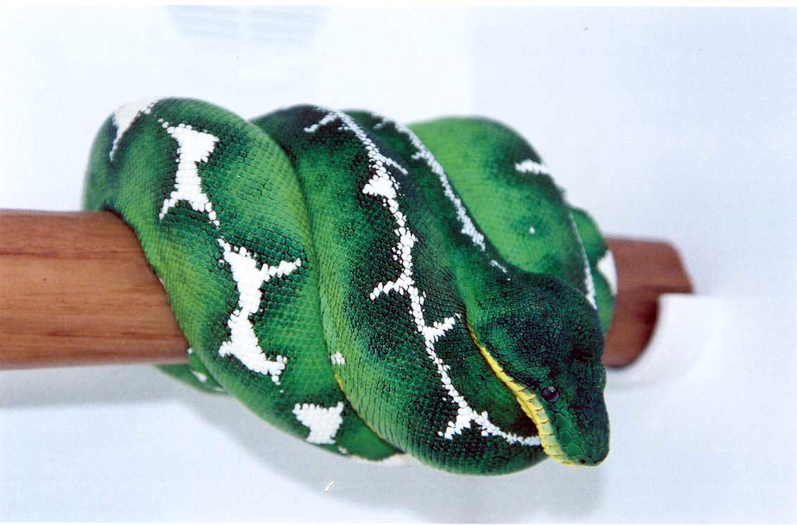 emerald