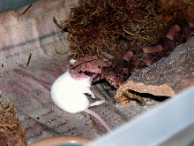 eating