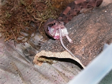 eating