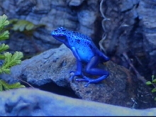 Azureus