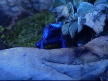 Azureus