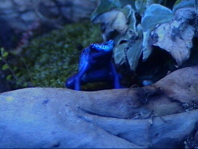 Azureus