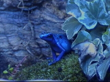 Azureus