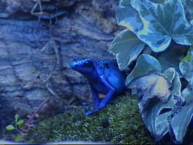 Azureus