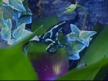Auratus