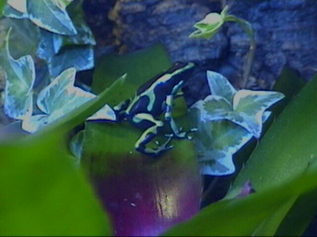 Auratus