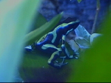Auratus