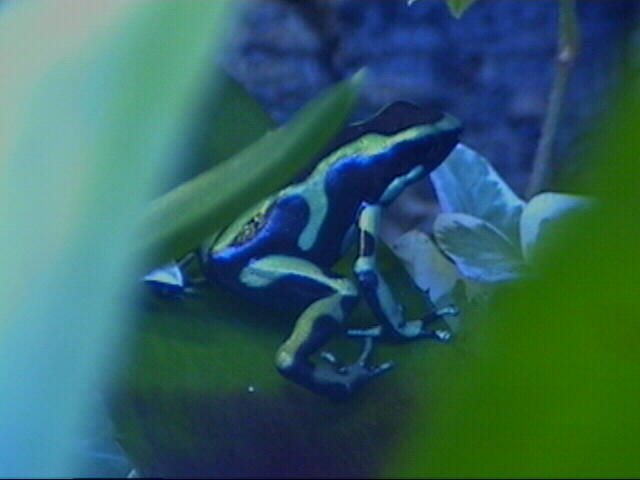 Auratus