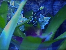 Auratus