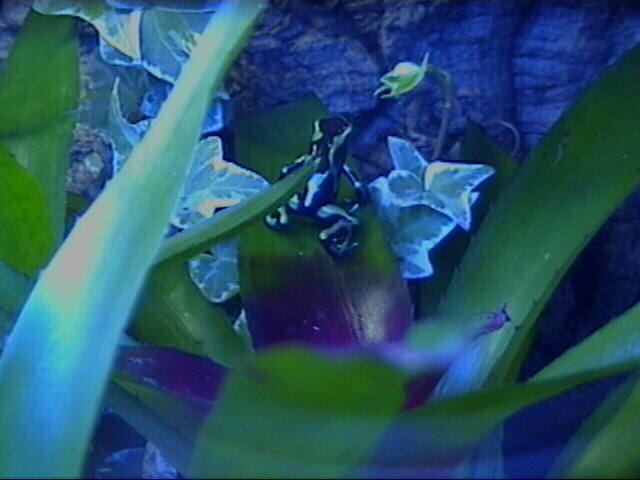Auratus
