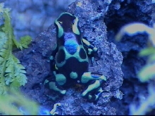 Auratus