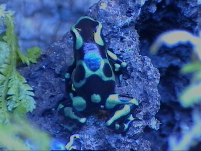 Auratus