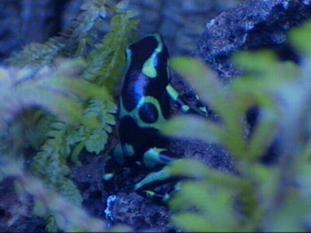 Auratus