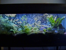 Dart Tank