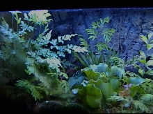 Dart Frog Tank