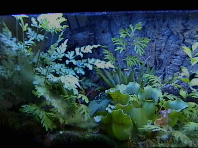 Dart Frog Tank