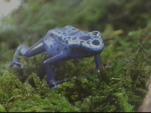 Azureus frogglet