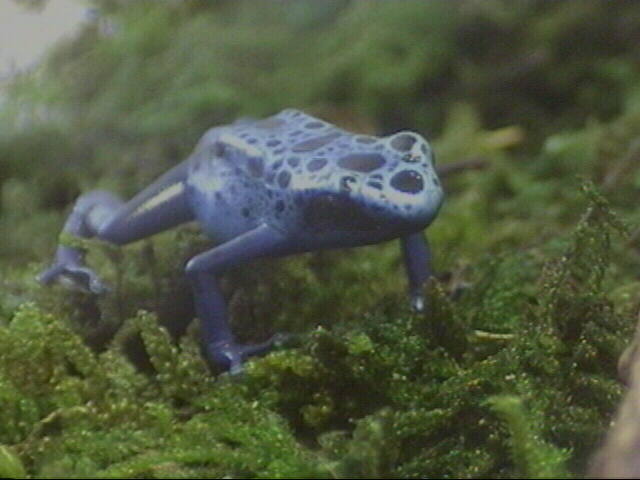Azureus frogglet