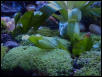 Pitcher plant