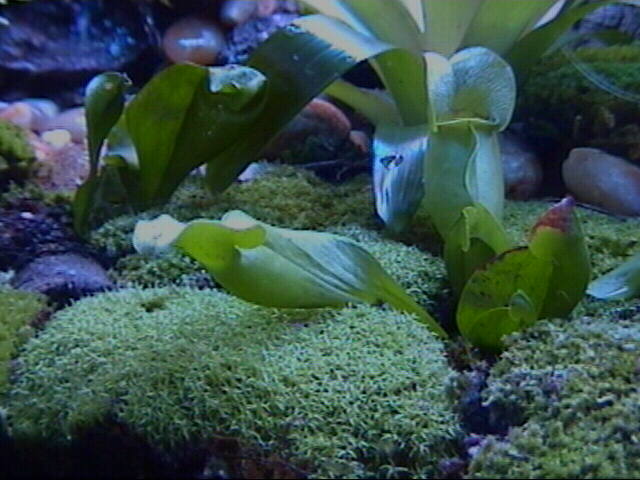 Pitcher plant