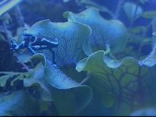 Auratus