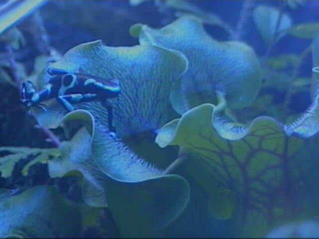 Auratus