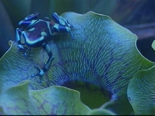 Auratus