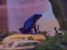 baby azureus