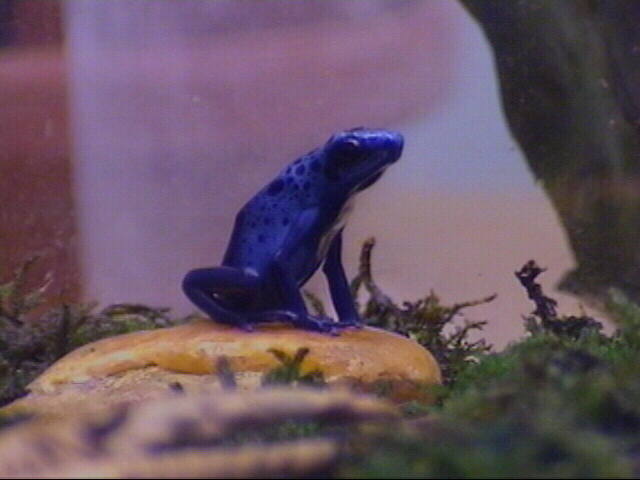 baby azureus
