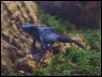 Azureus frogglet