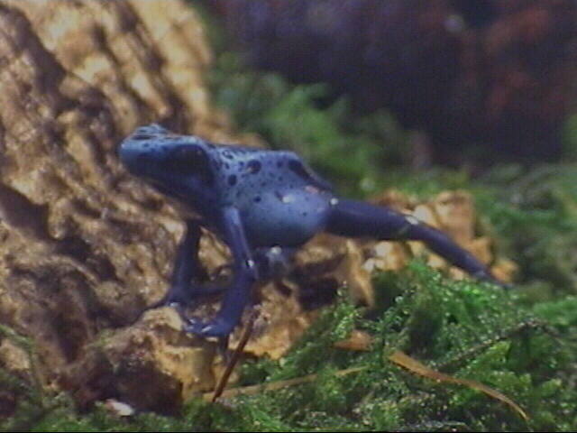 Azureus frogglet