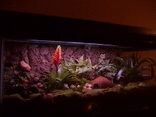 Dart Tank