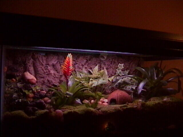 Dart Tank