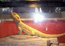 Sandy