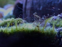 Moss growing up glass