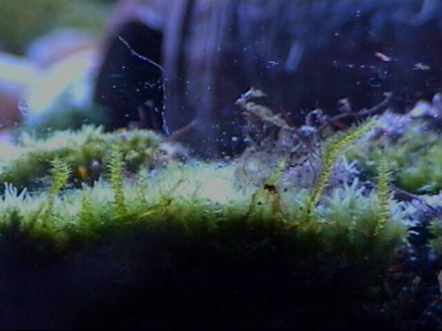 Moss growing up glass