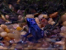 Azureus