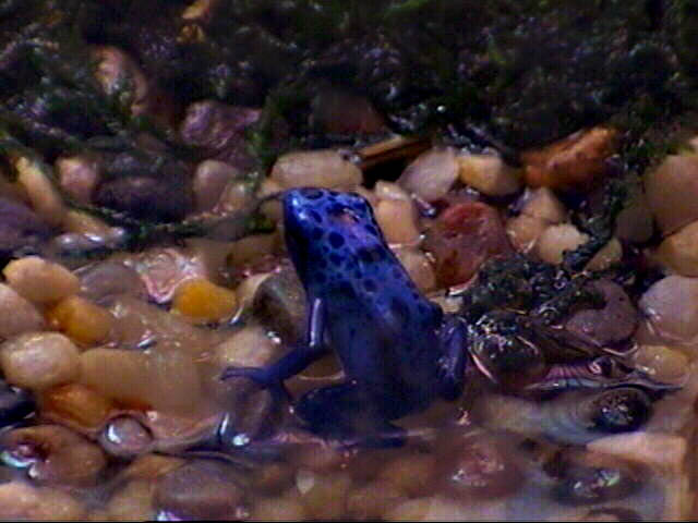 Azureus