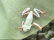 Phyllomedusa tomopterna
