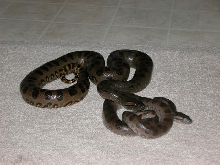 Akasha and Aries