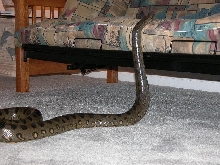 AK getting climbing on my bed