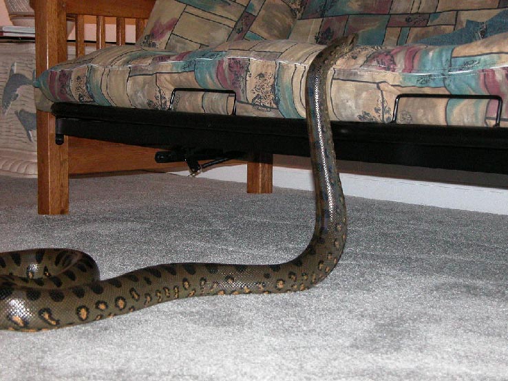 AK getting climbing on my bed
