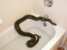 Anaconda in the Bathtub?