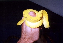 More GTP