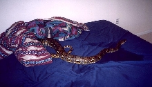 My retic fluffy